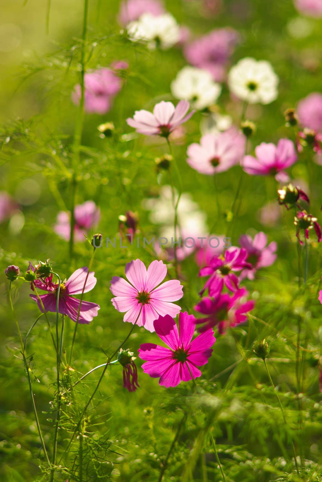 Beautiful Flowers in the garden