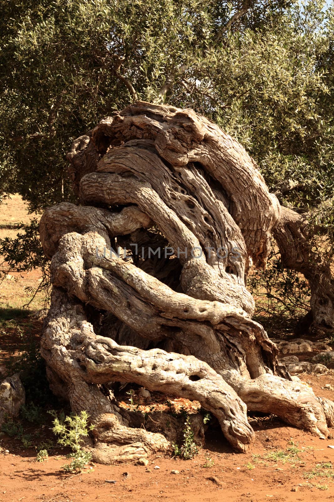 Tangle of olive trees in the south of Italy