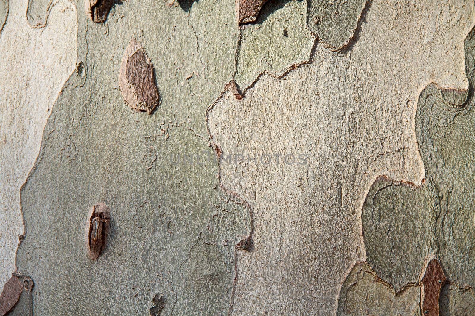 Platanus tree bark ideal for backgrounds and compositions horizontal shot