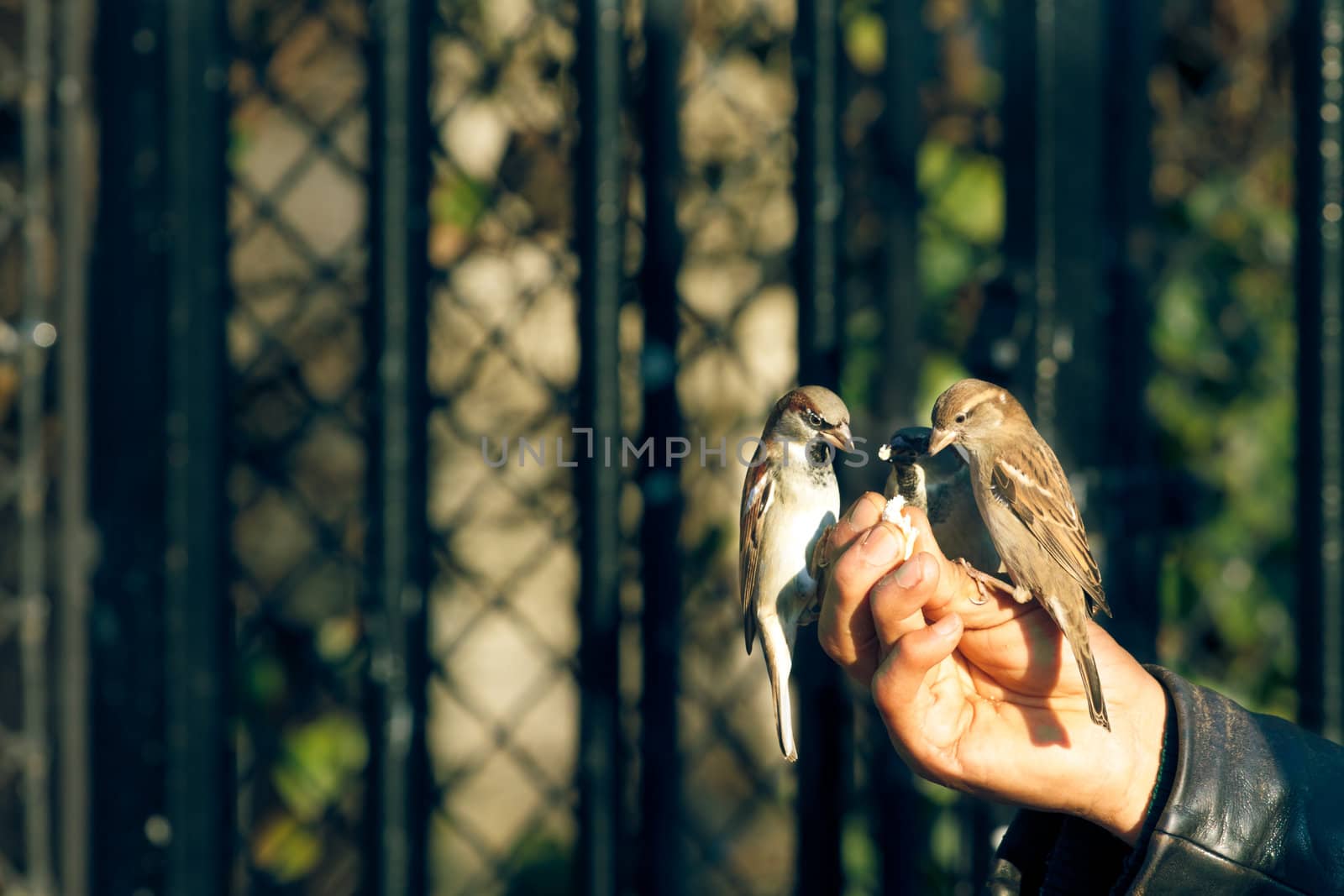 Sparrows standing on a human hand and eating, horizontal shot with copyspace