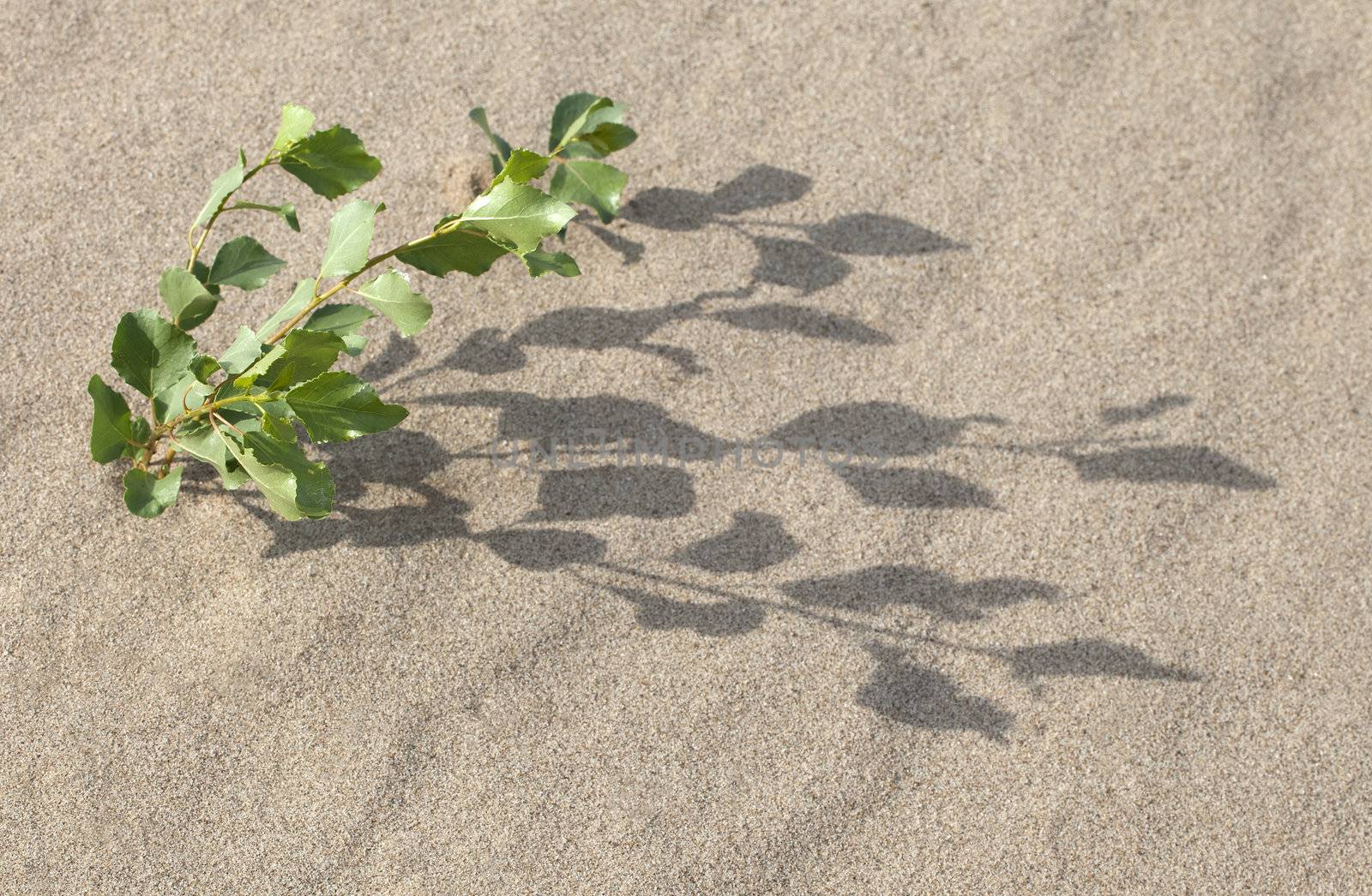 Plant growing in the sand adapted to the hot climate