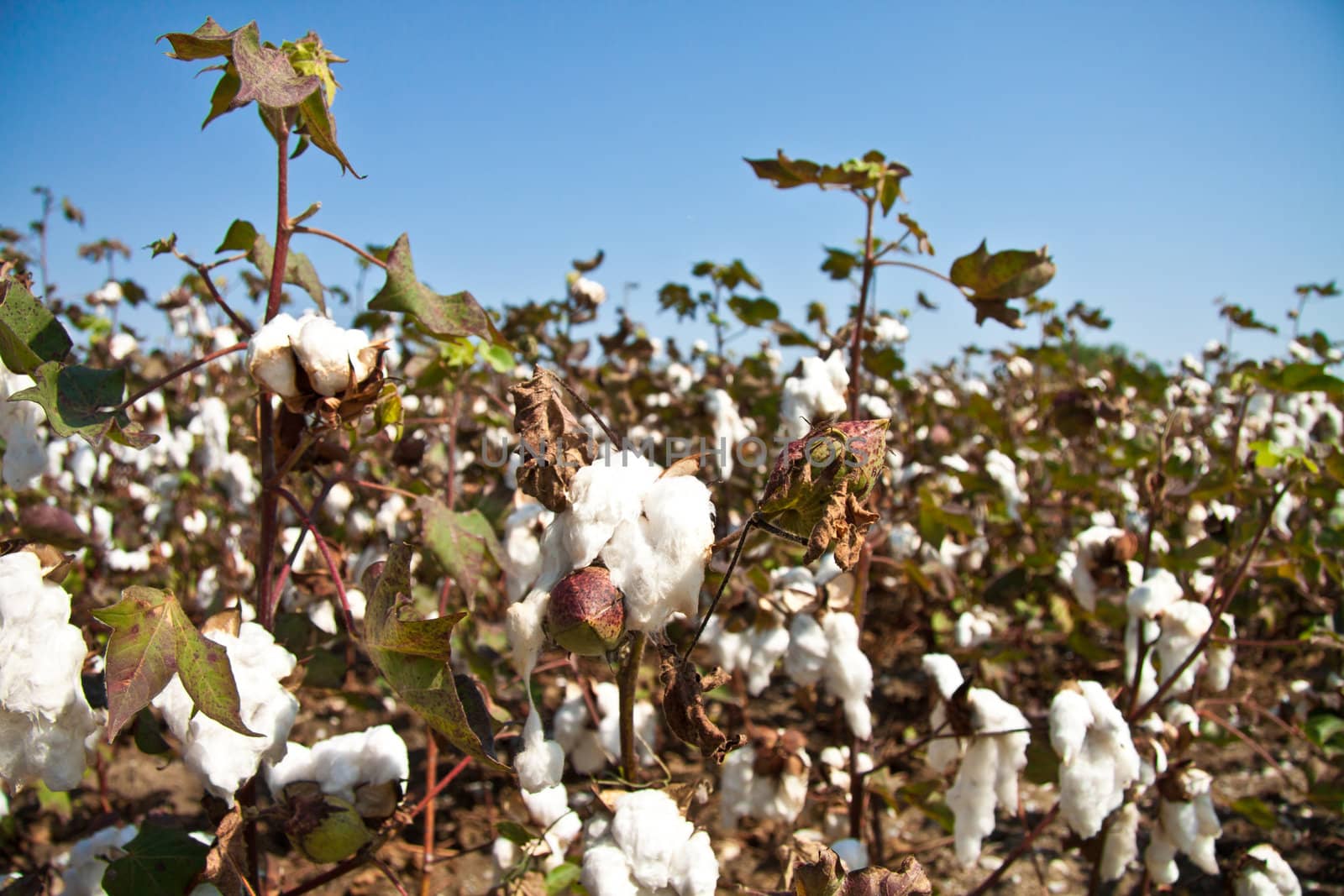 Close up of cotton plants by Lamarinx