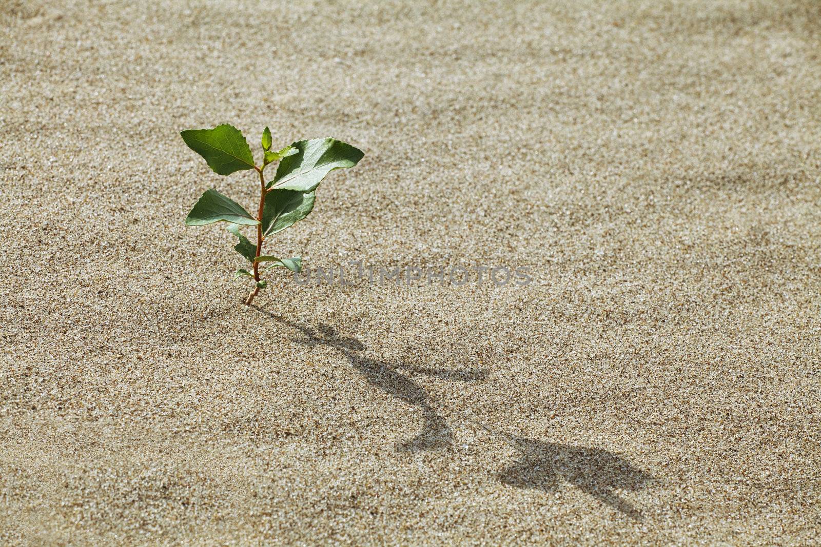 Plant growing in the sand adapted to the hot climate