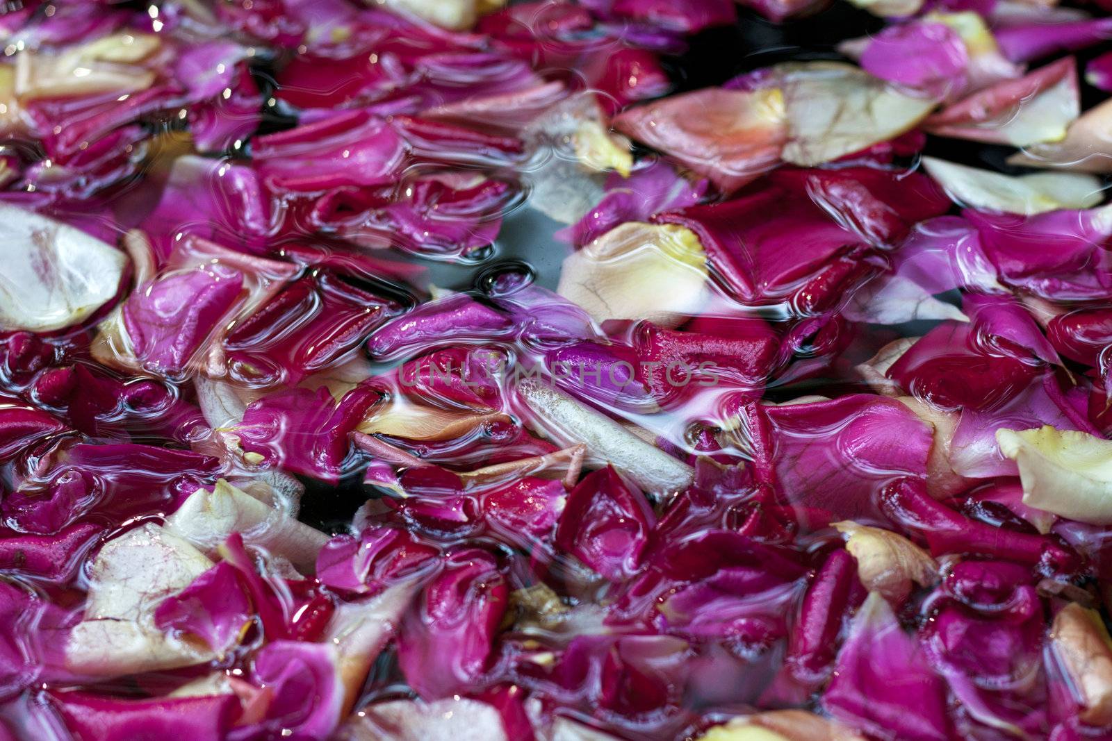 Rose petals in water, angle view by Lamarinx