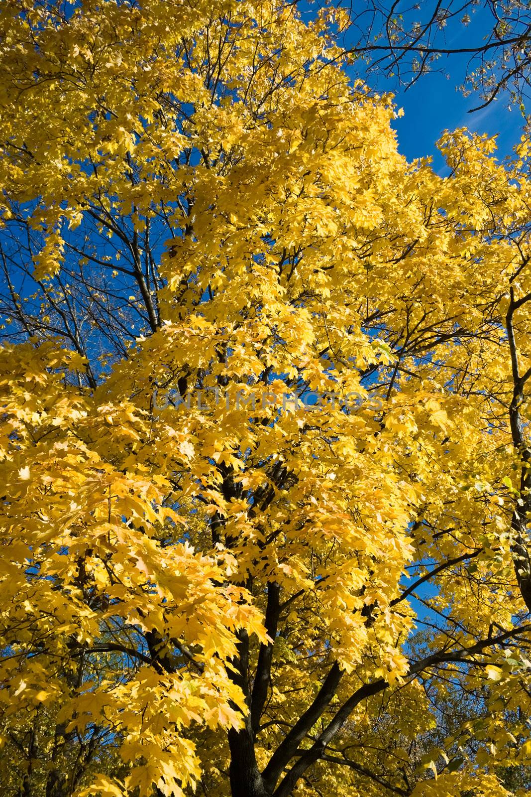 maple leaves in Kolomenskoye park, Moscow