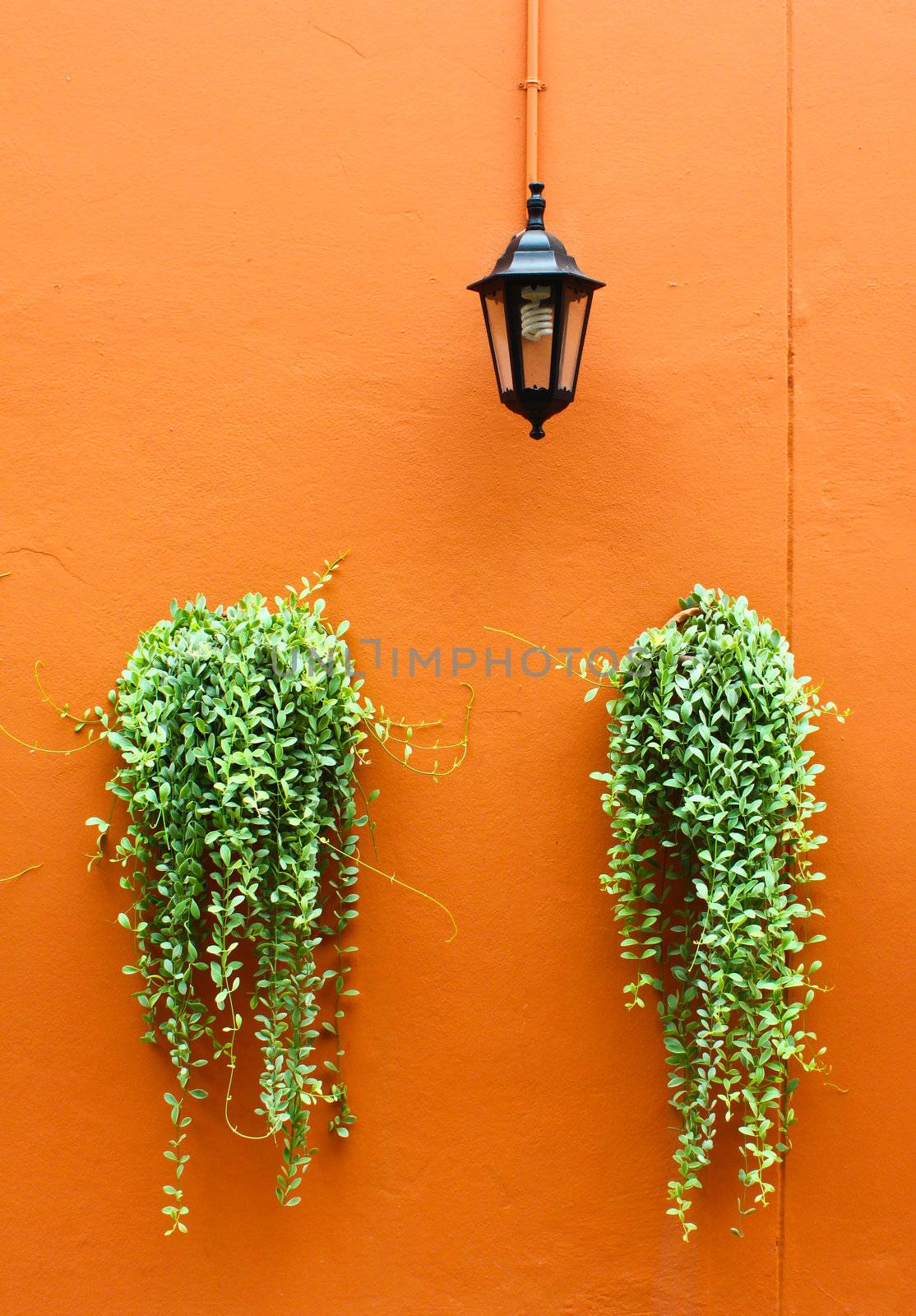 old lamp with green plants on orange wall