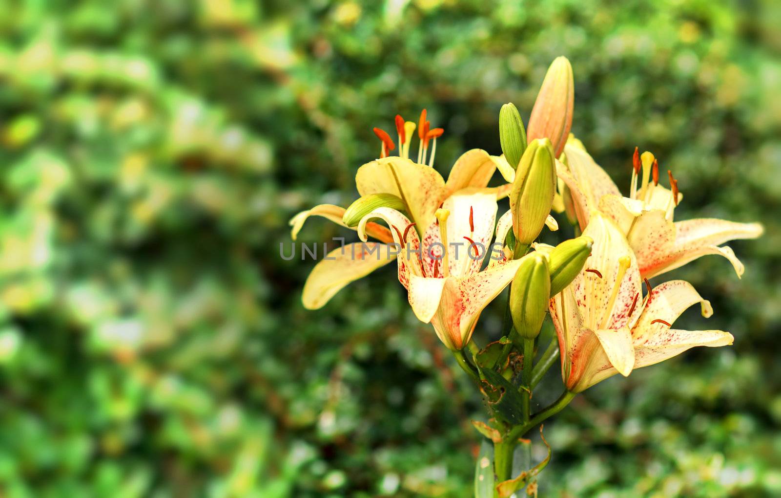 yellow lily in bloom with shallow focus