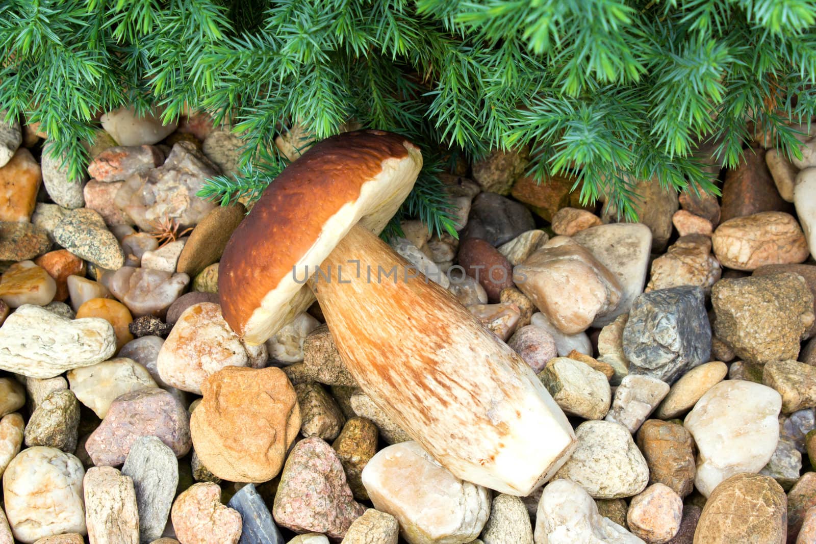 detail of boletus mushroom founded in forest
