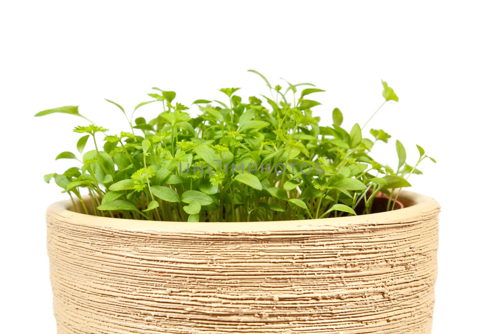 Spring vegetable in ceramic pot on a white background 