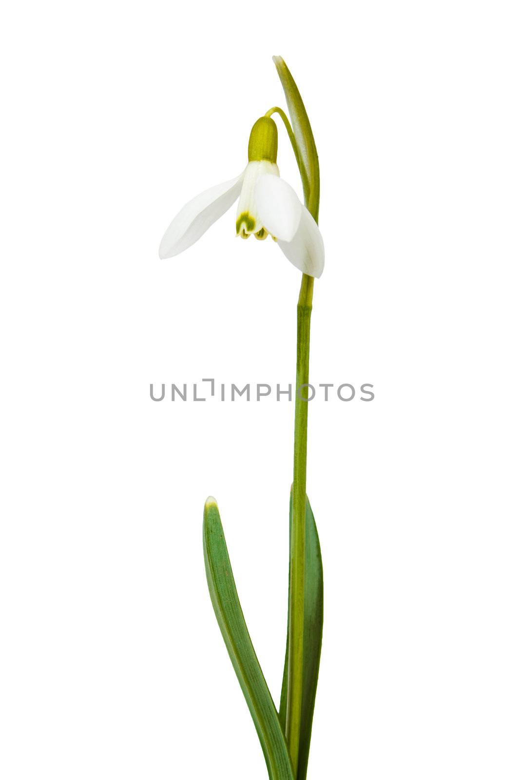 snowdrop first messenger of spring on white background