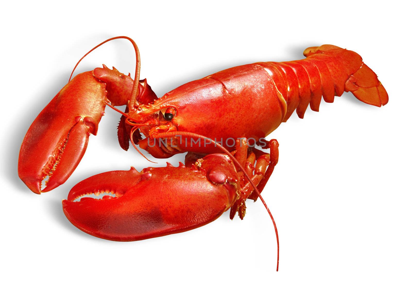 Red lobster isolated on white background with path