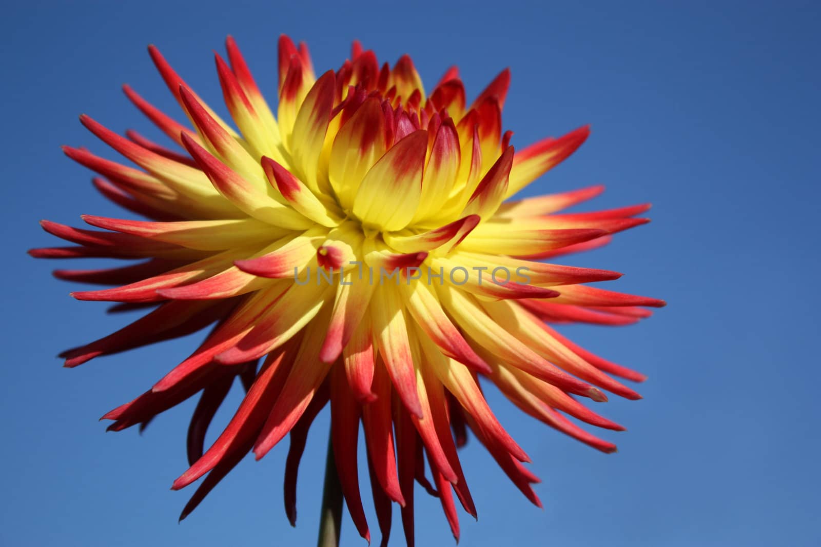 Chrysanthemum by ksenish