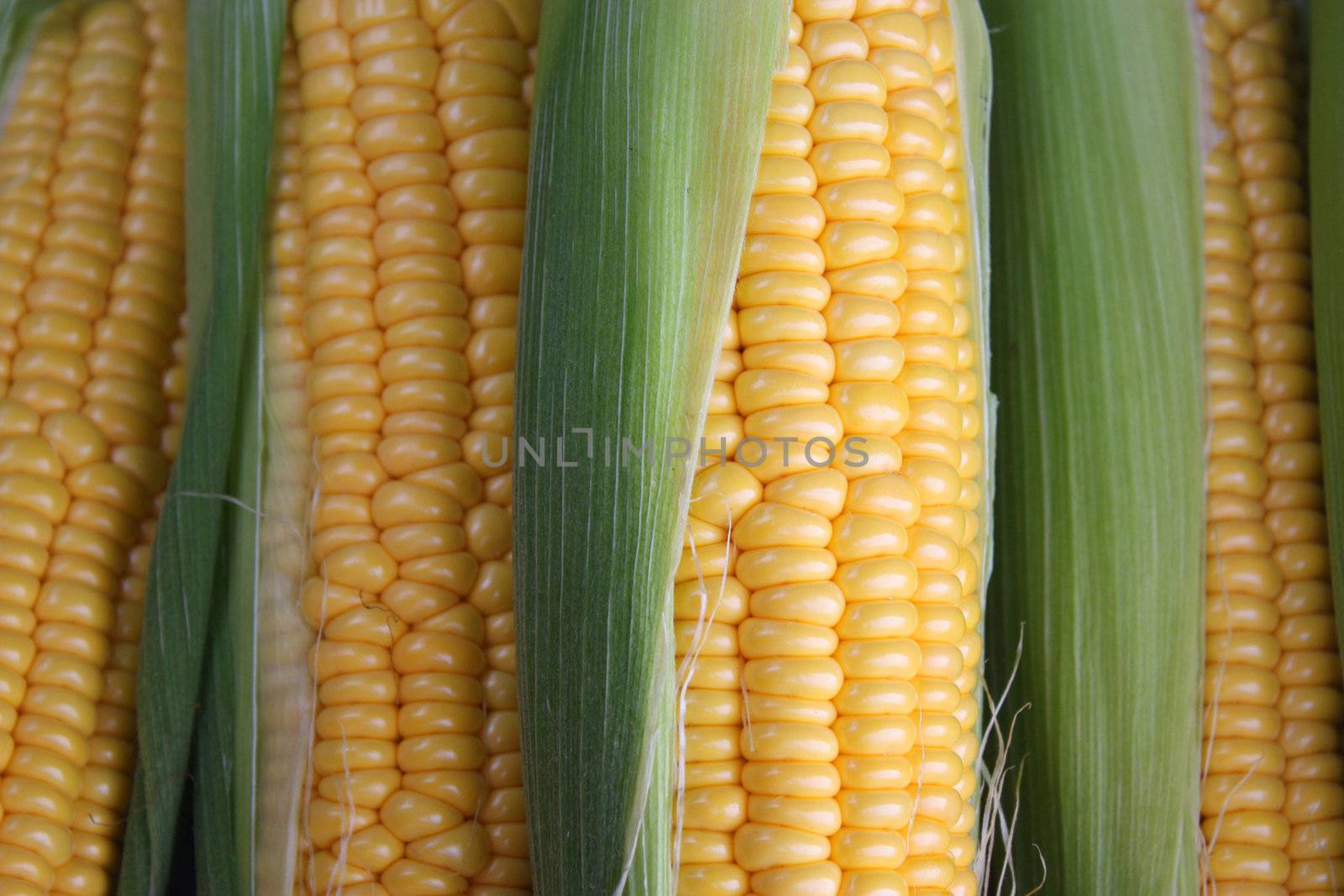 Corn on the cob by ksenish