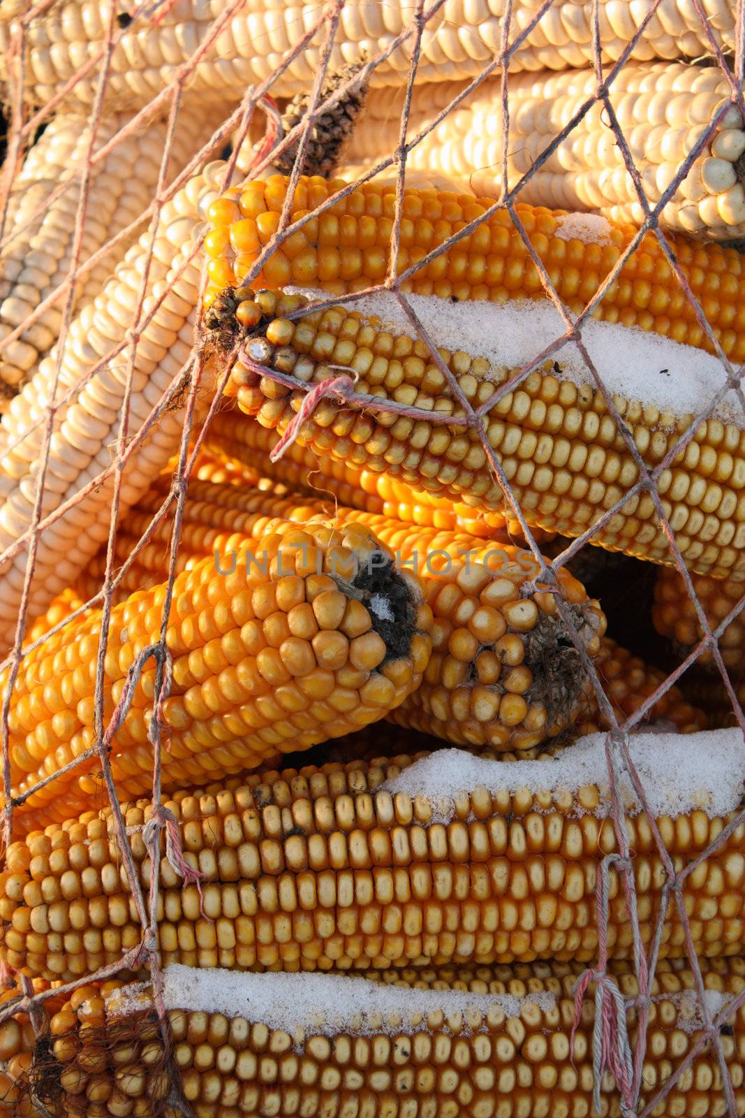 Pile of corn in a string bag in the winter