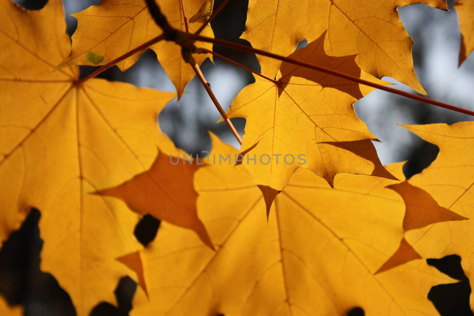 Leaves by ksenish