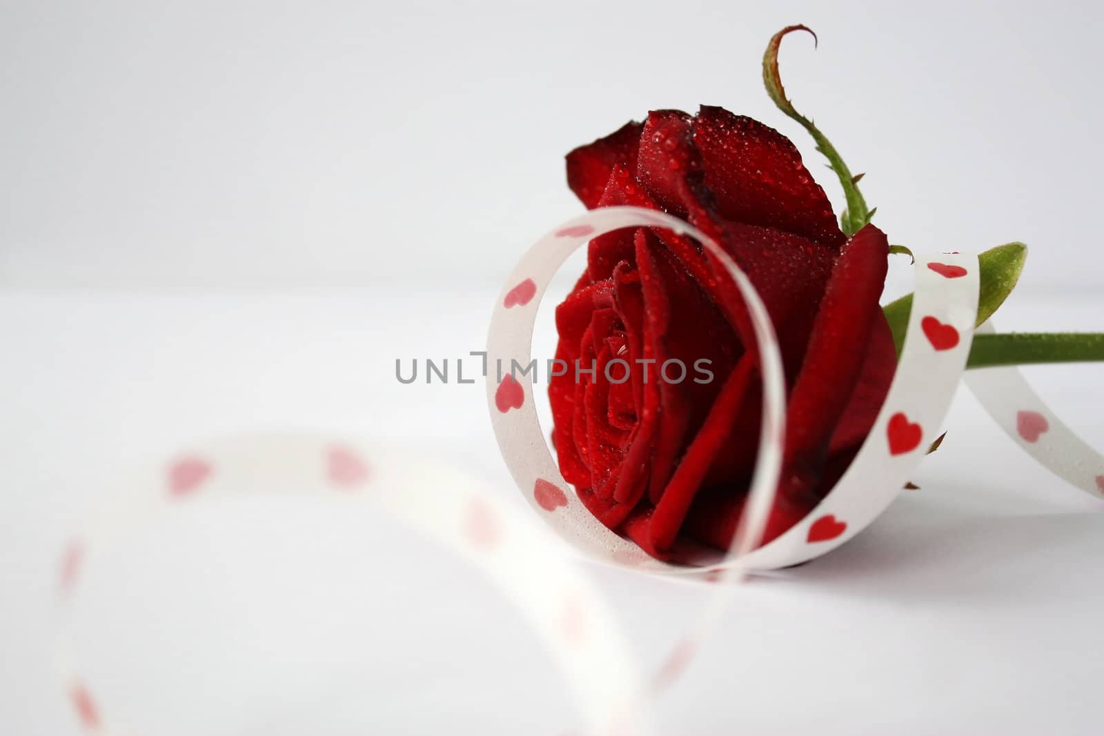 Red rose with a white tape with hearts
