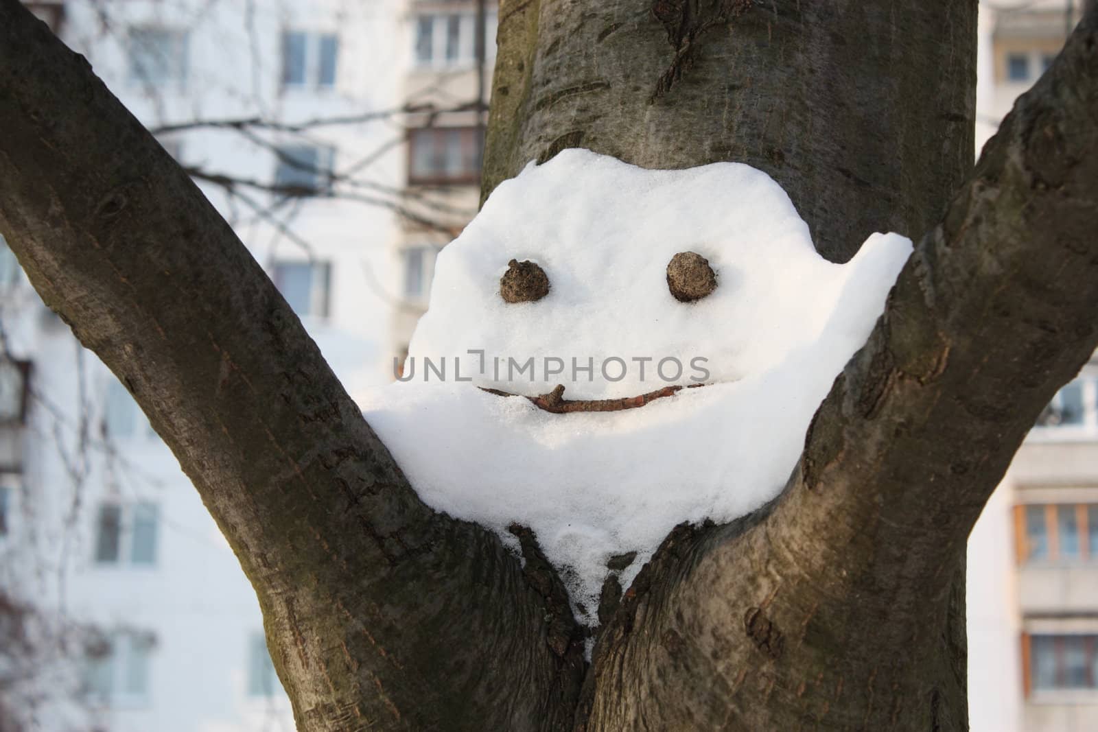 Snowy physiognomy on a tree