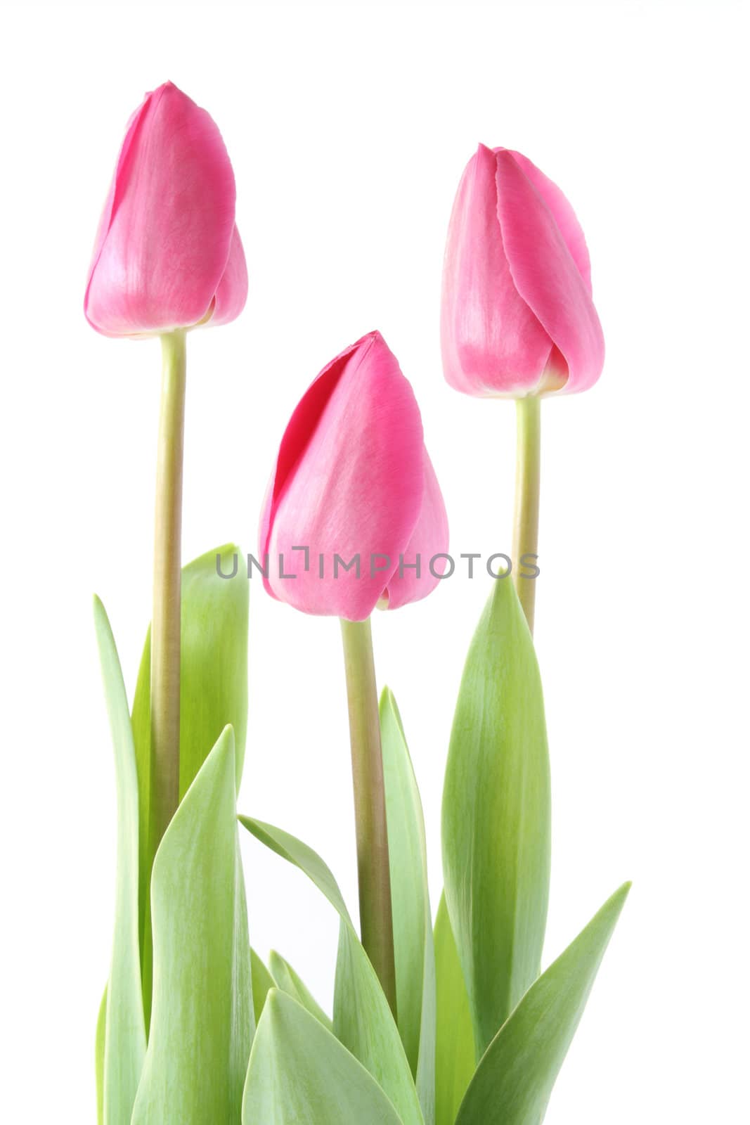 Isolated pink tulips - spring time