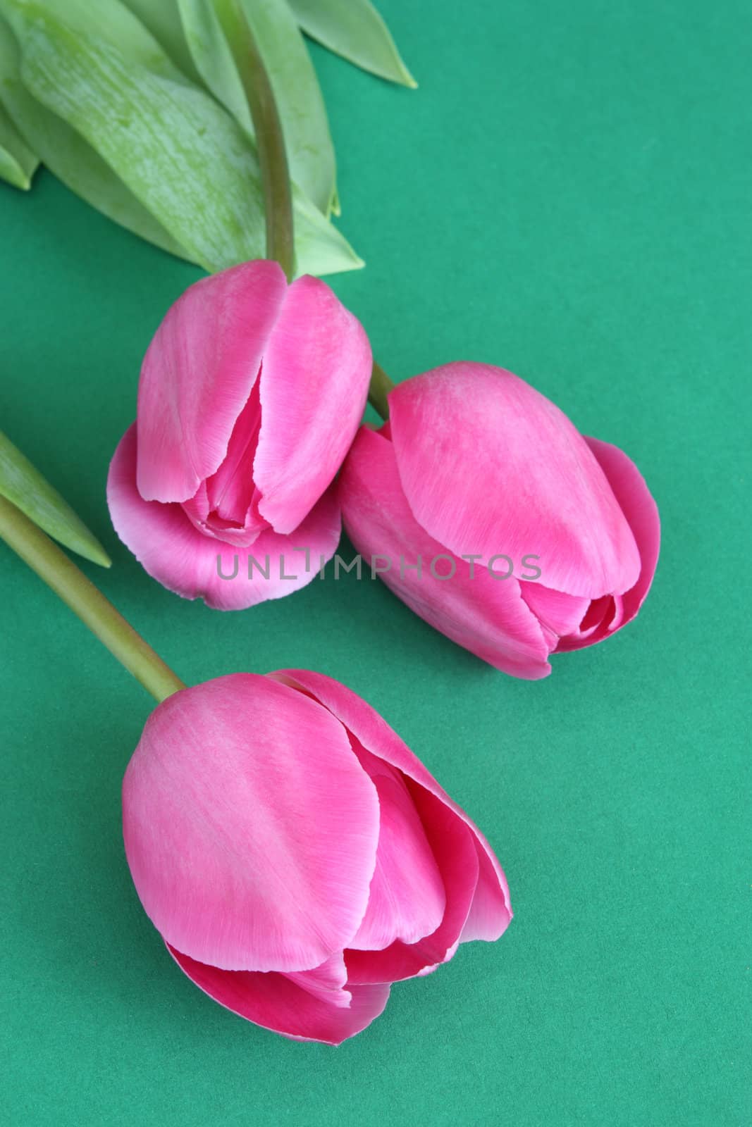 Pink tulips on green surface