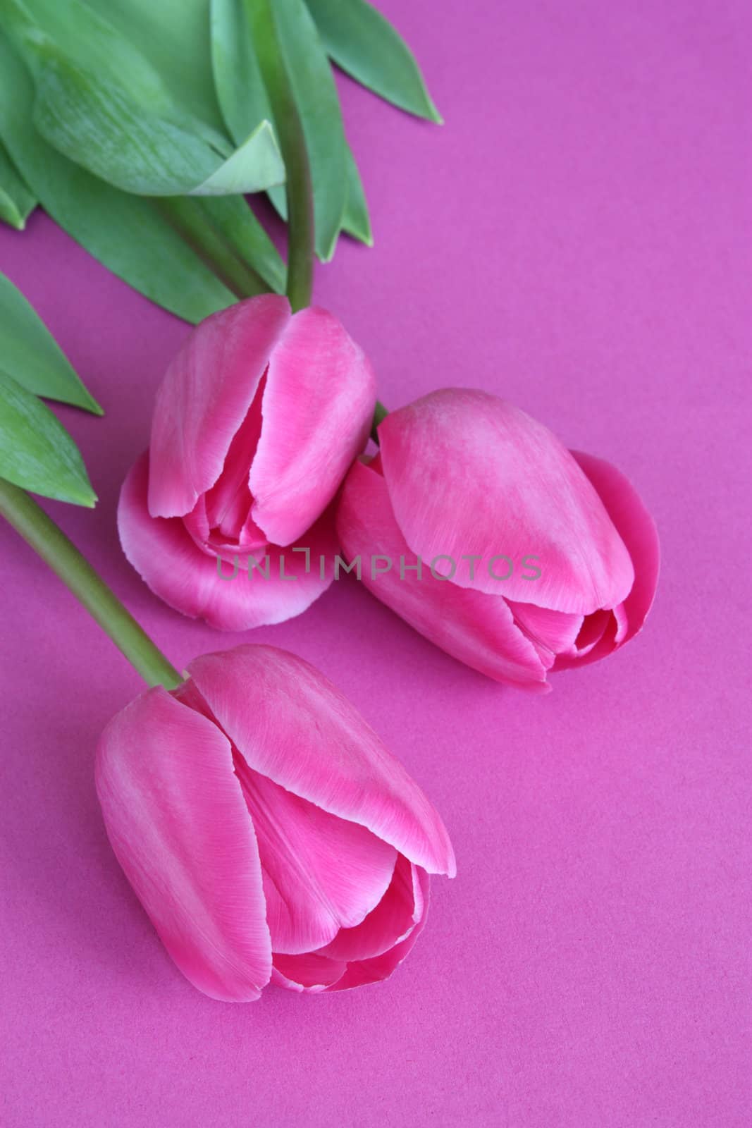 Pink tulips by ksenish