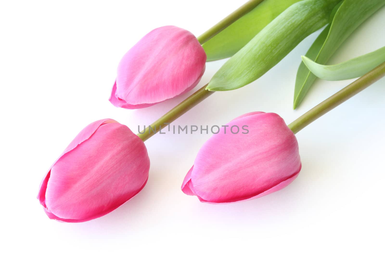 Pink tulips on white surface