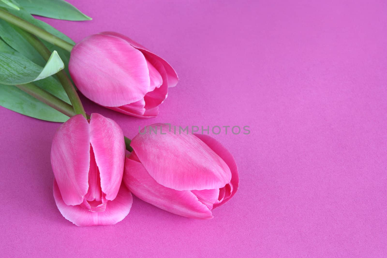 Pink tulips on purple surface