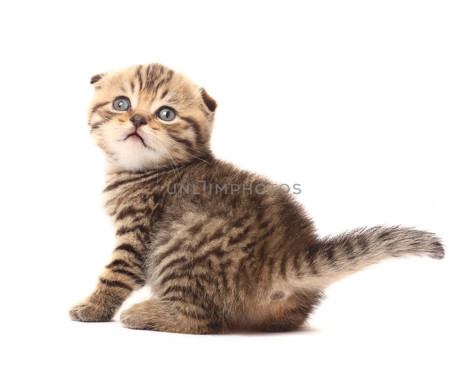 Small scottish fold kitten on white background