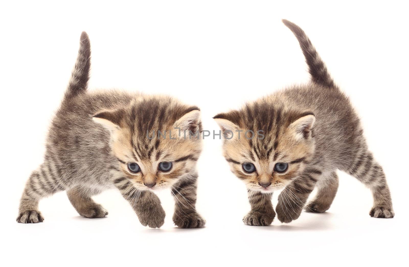 Two small scottish kittens on white background