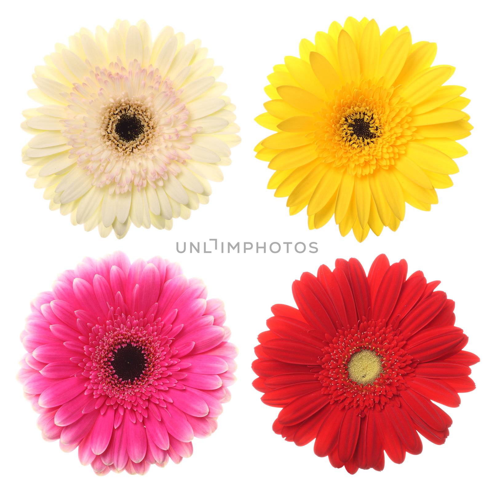 Colorful daisy flowers for your designs on white