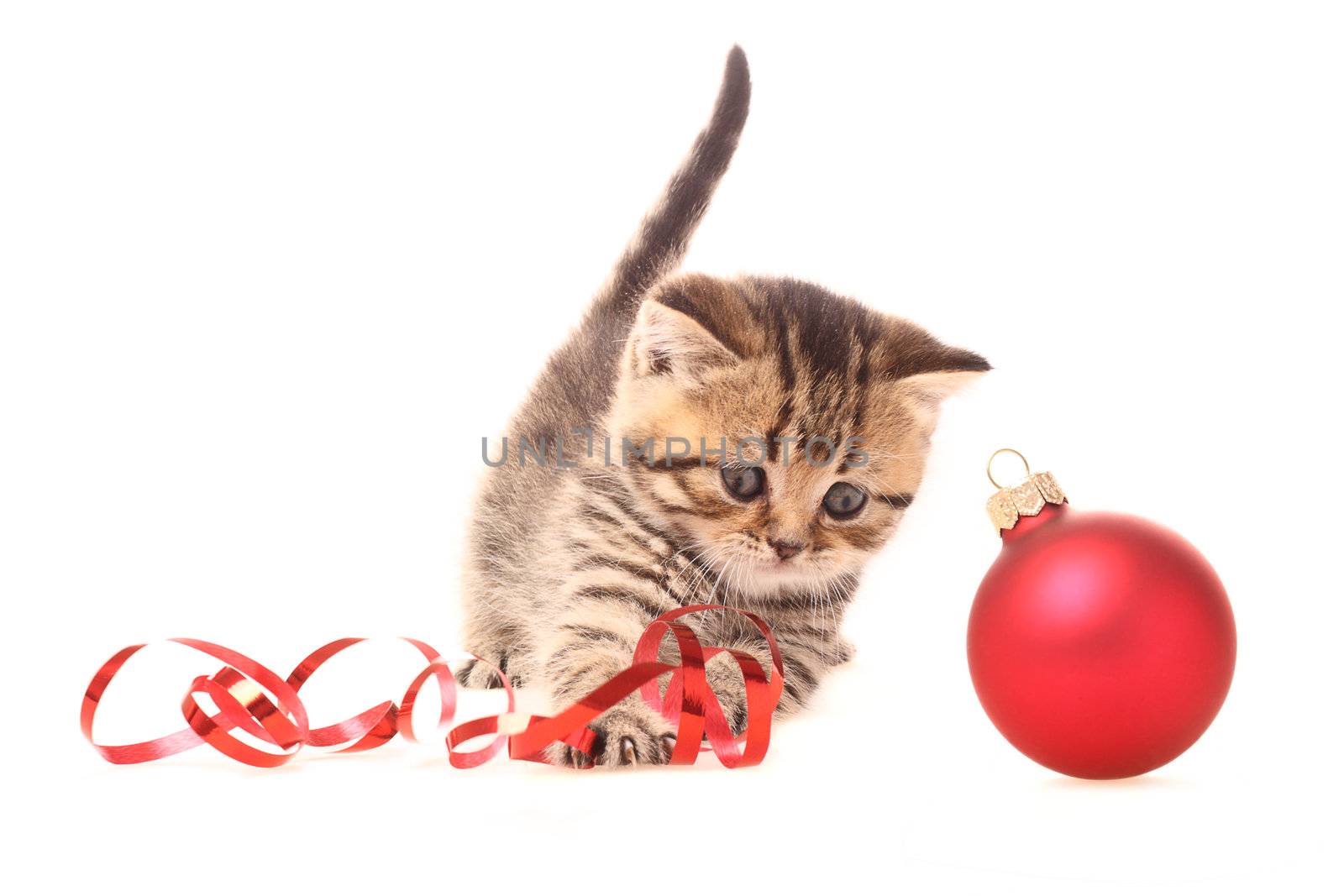 Kitten playing with Christmas Decorations