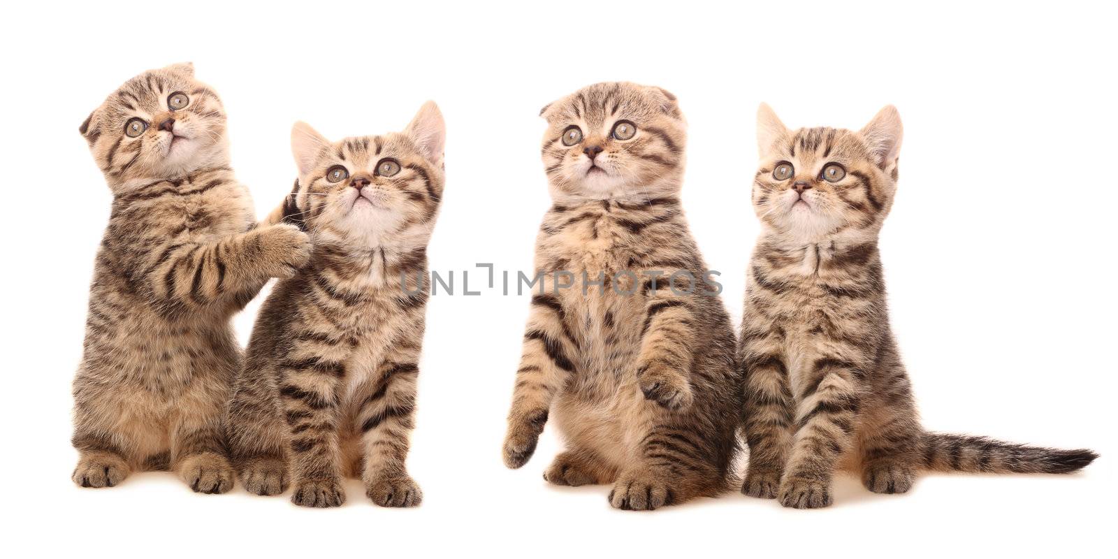 Scottish kittens in funny poses by ksenish