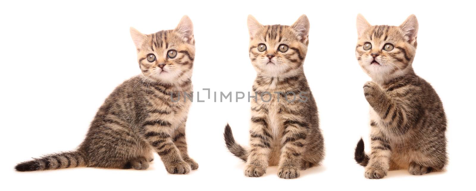 Scottish kitten in various poses
