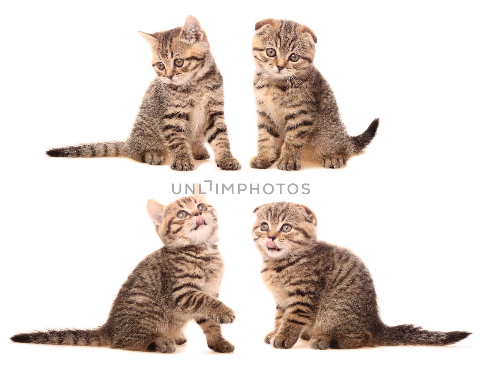 Kittens by ksenish
