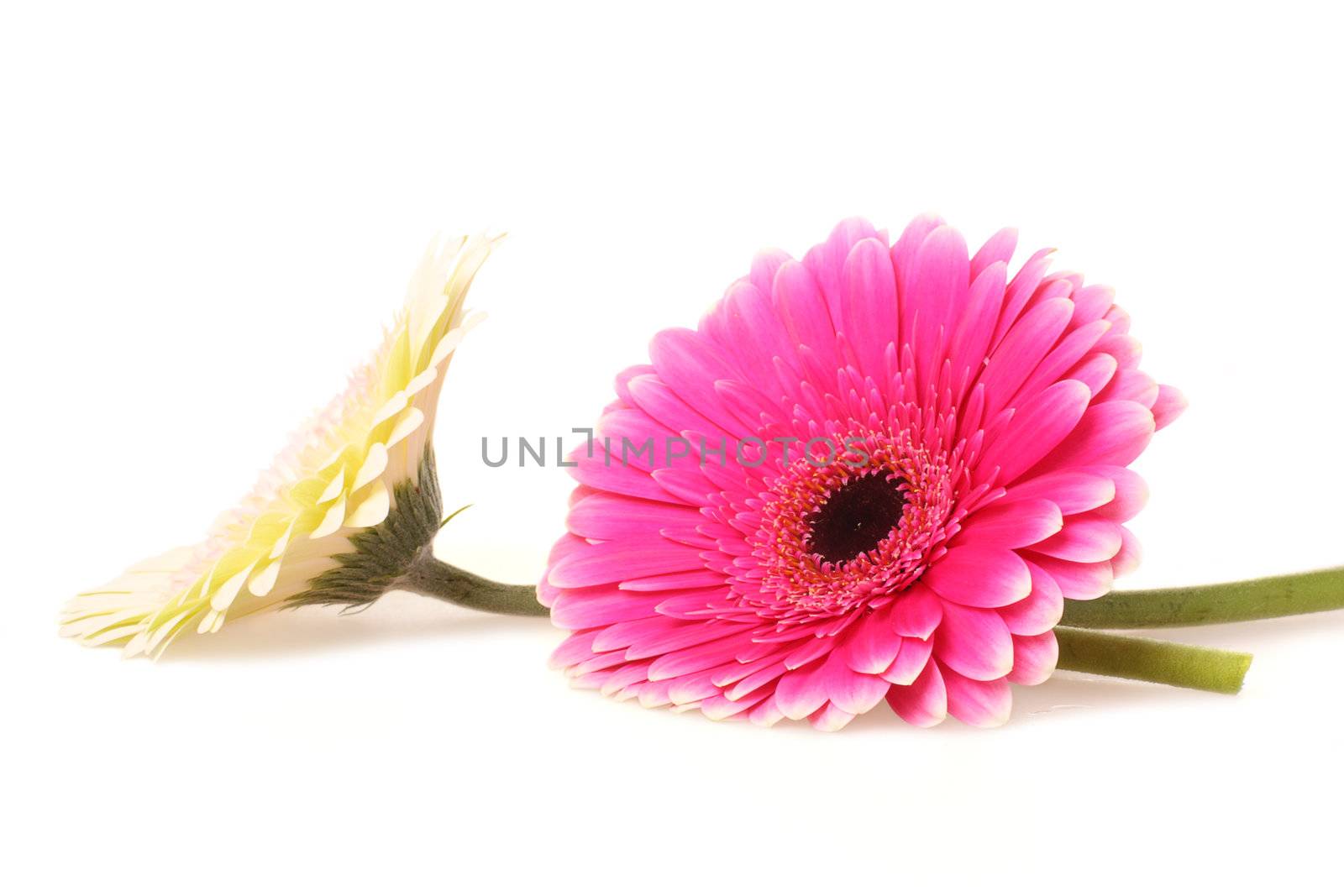 Cream and pink gerbera on white