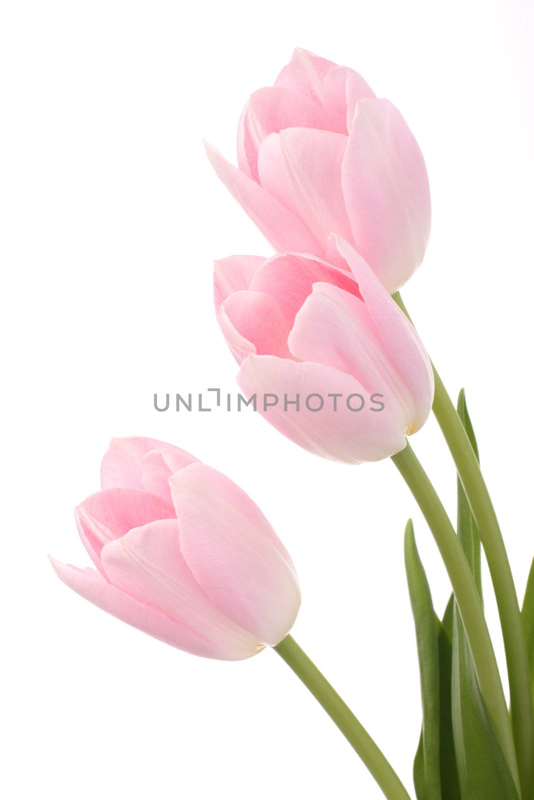 Light pink tulips on white background