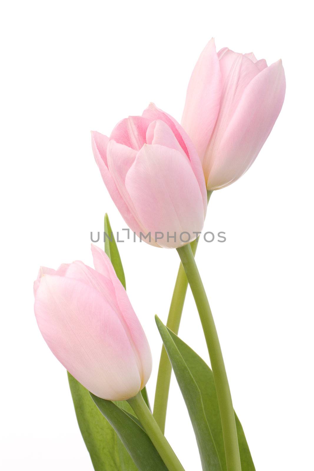 Light pink tulips on white background