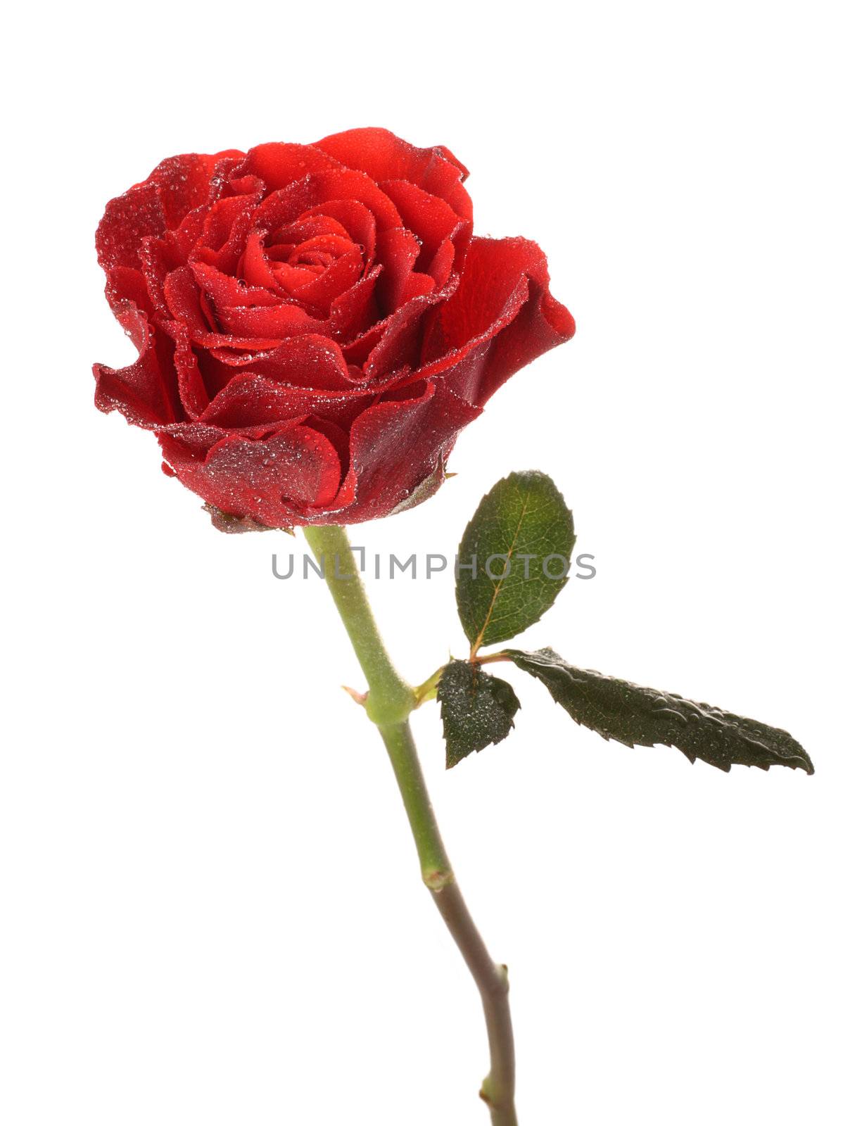 Red rose with drops of water on a white background
