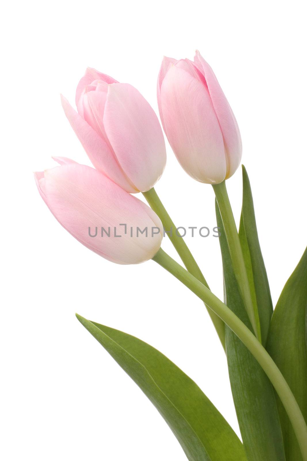 Light pink tulips on white background
