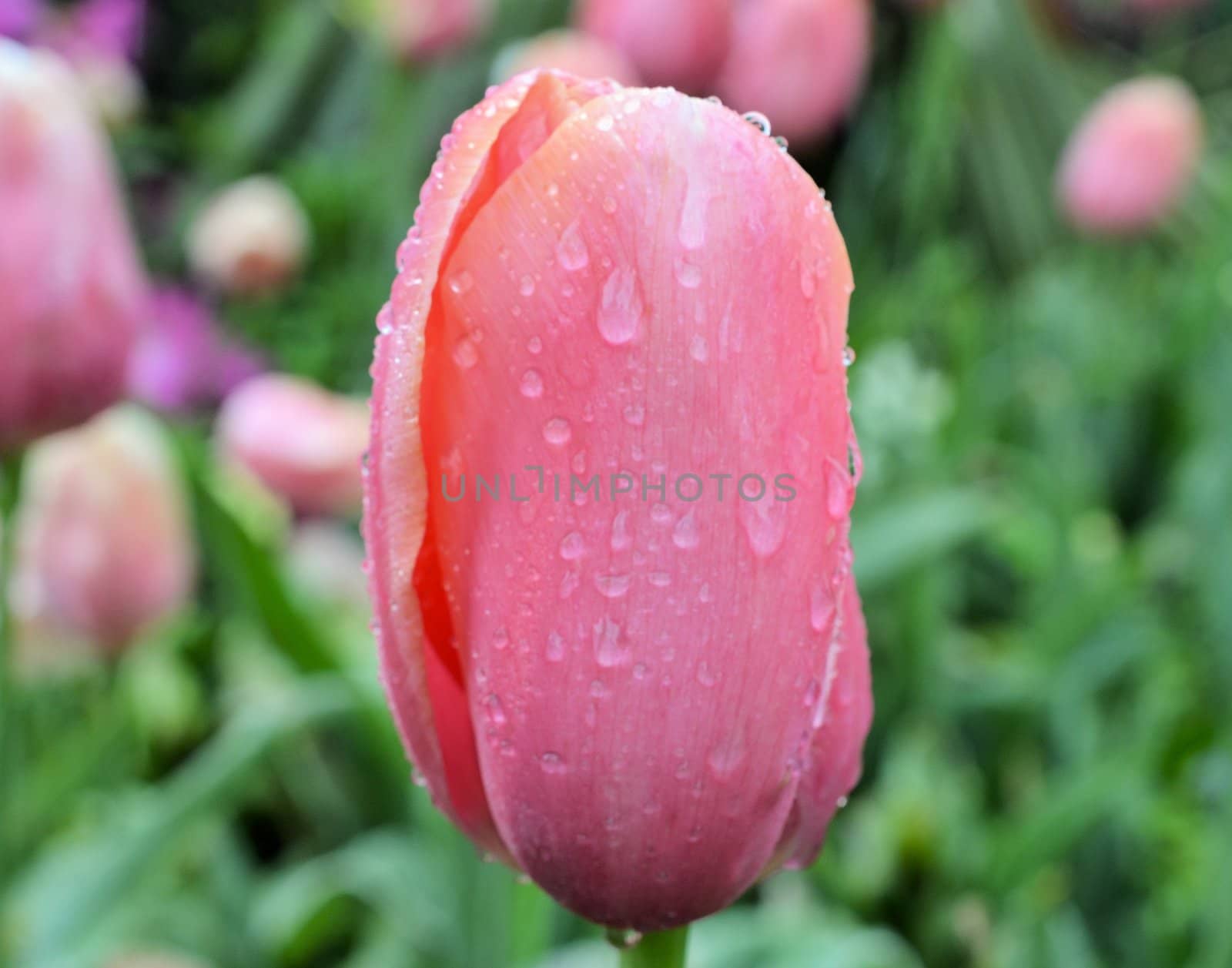 Wet flower by northwoodsphoto