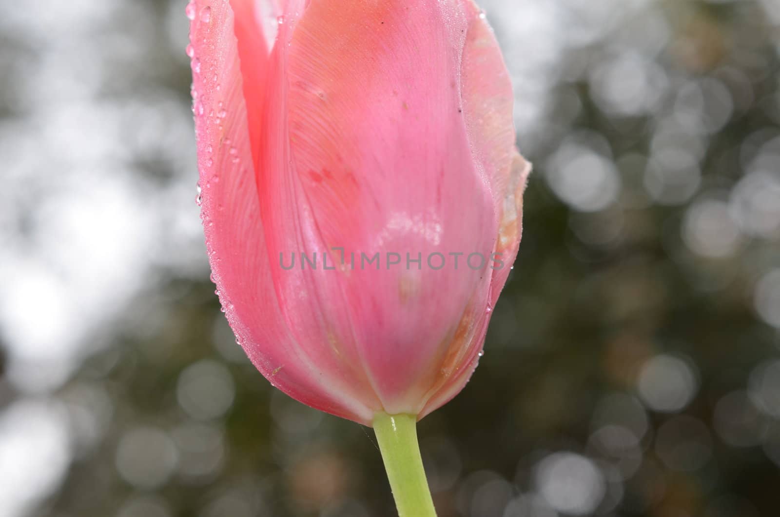Closeup view of a tulip after a rain storm