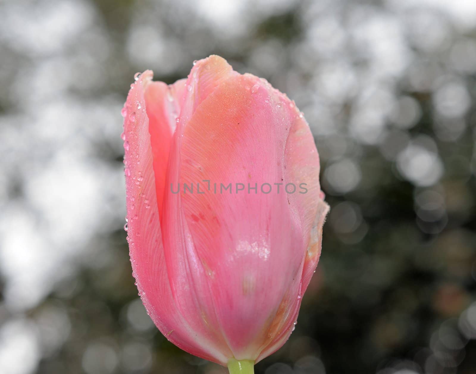 Pink tulip by northwoodsphoto