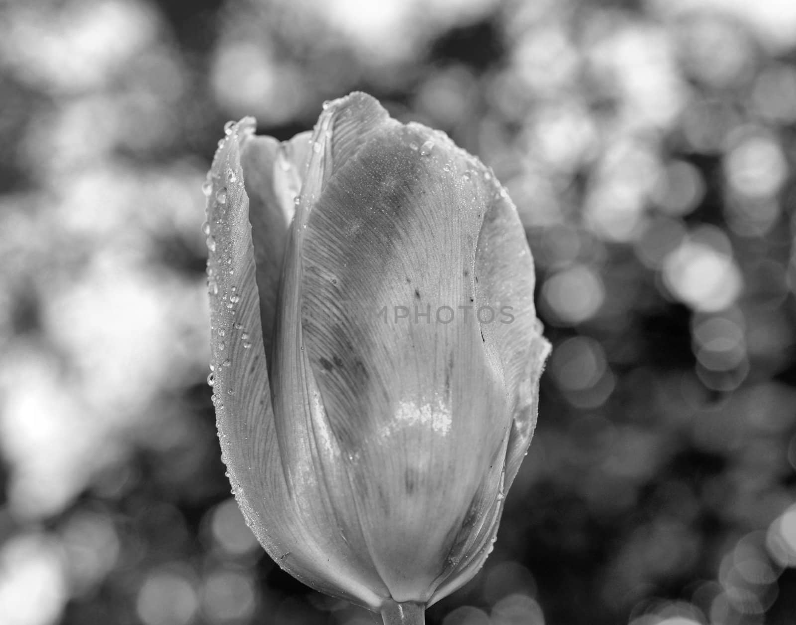 Closeup view of a tulip after a rain storm