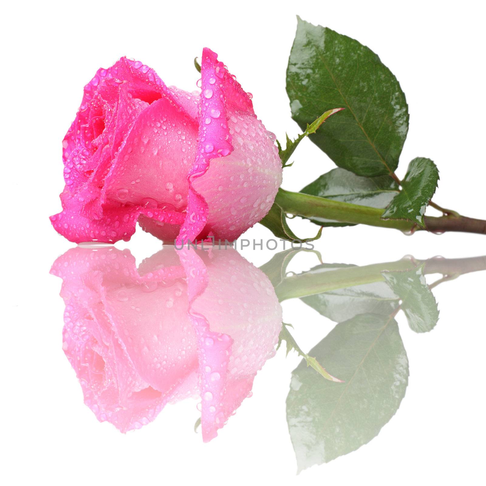 Pink rose with drops of water on a white background with reflection