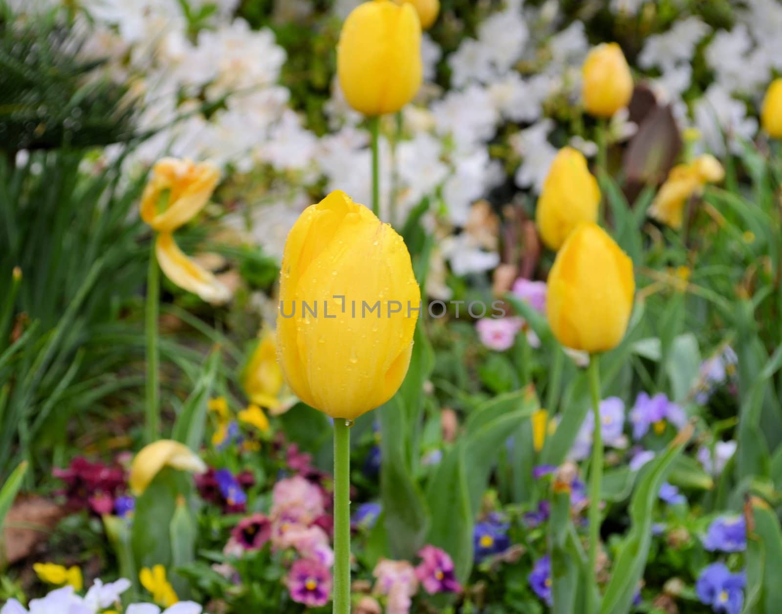 Closeup view of a field of tulips after a rain storm