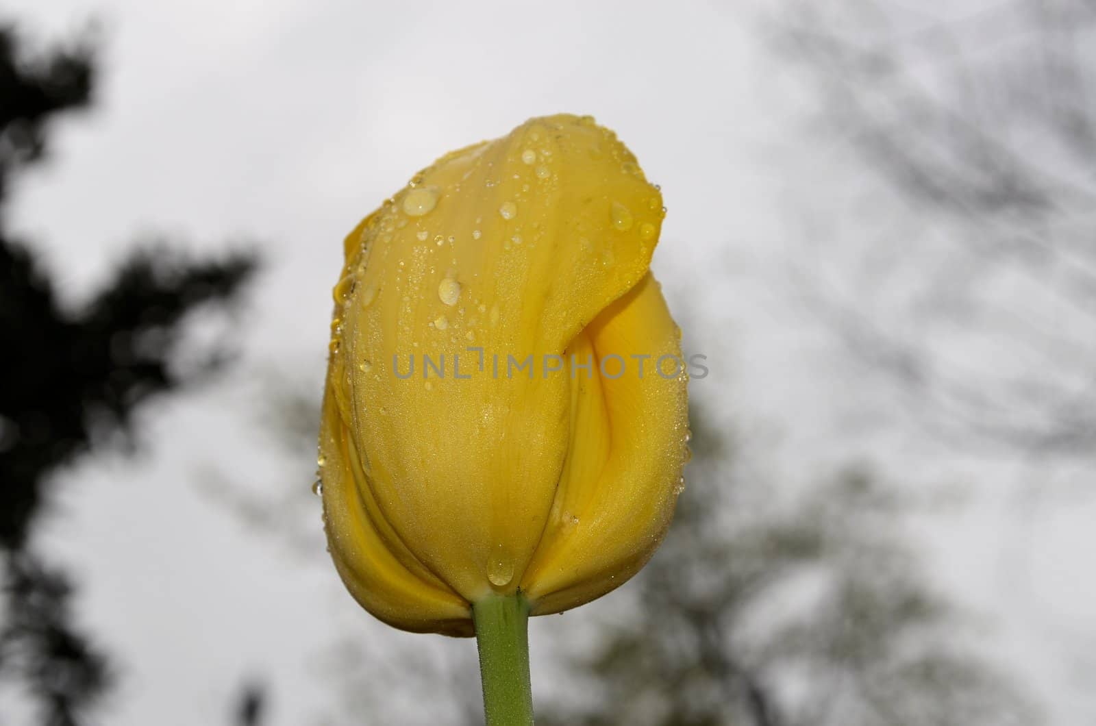 Closeup view of a tulip after a rain storm