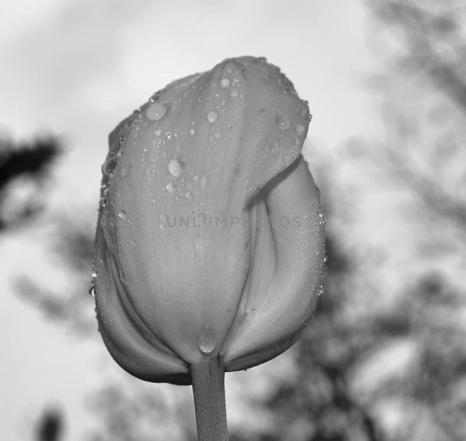 Closeup view of a tulip after a rain storm