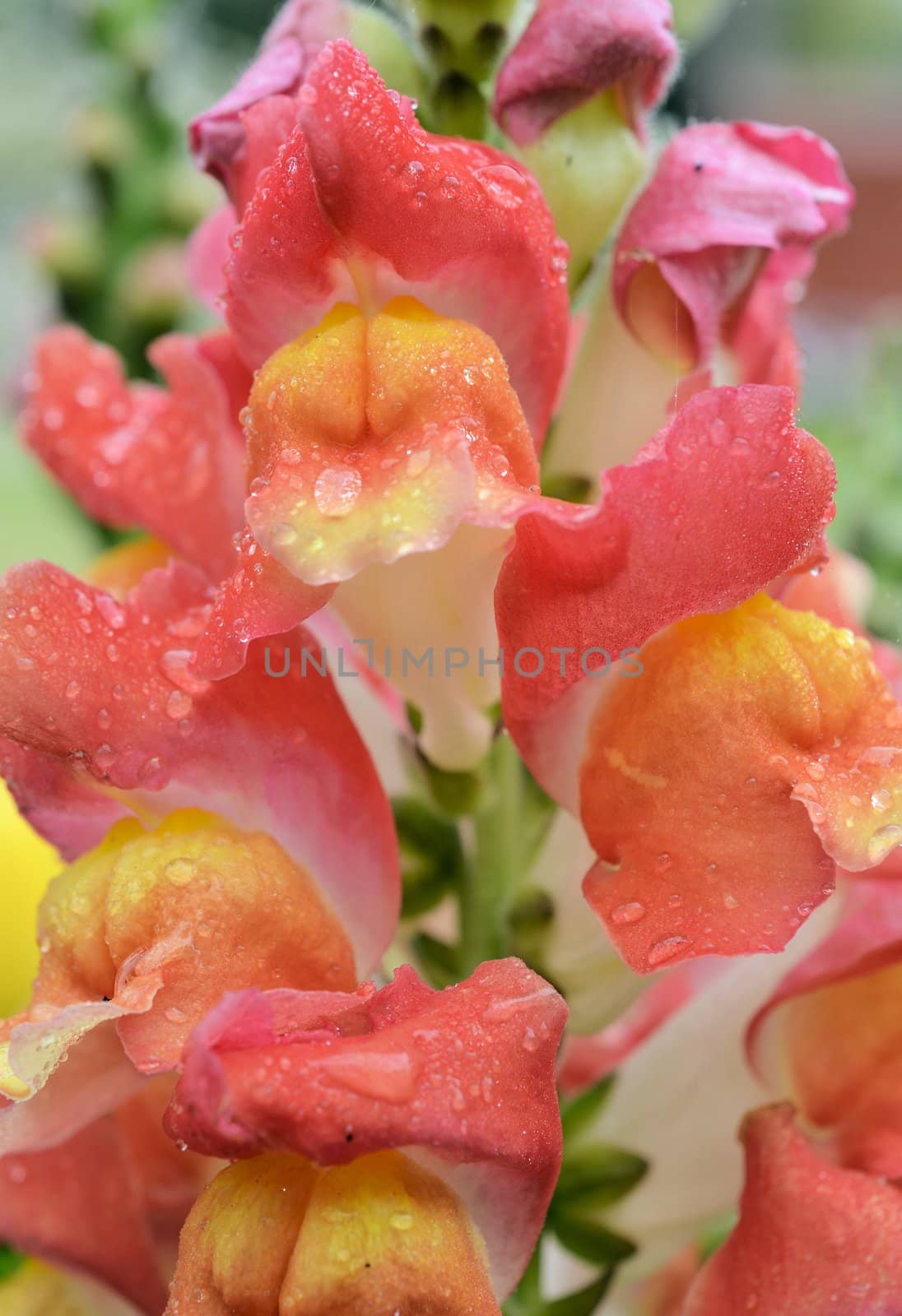 Orange flowers by northwoodsphoto