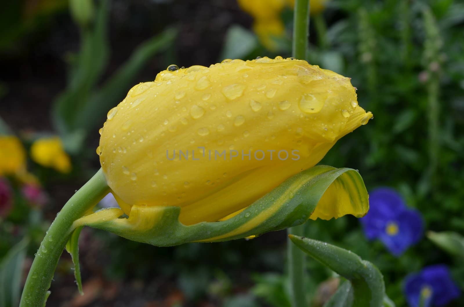 Leaning tulip by northwoodsphoto