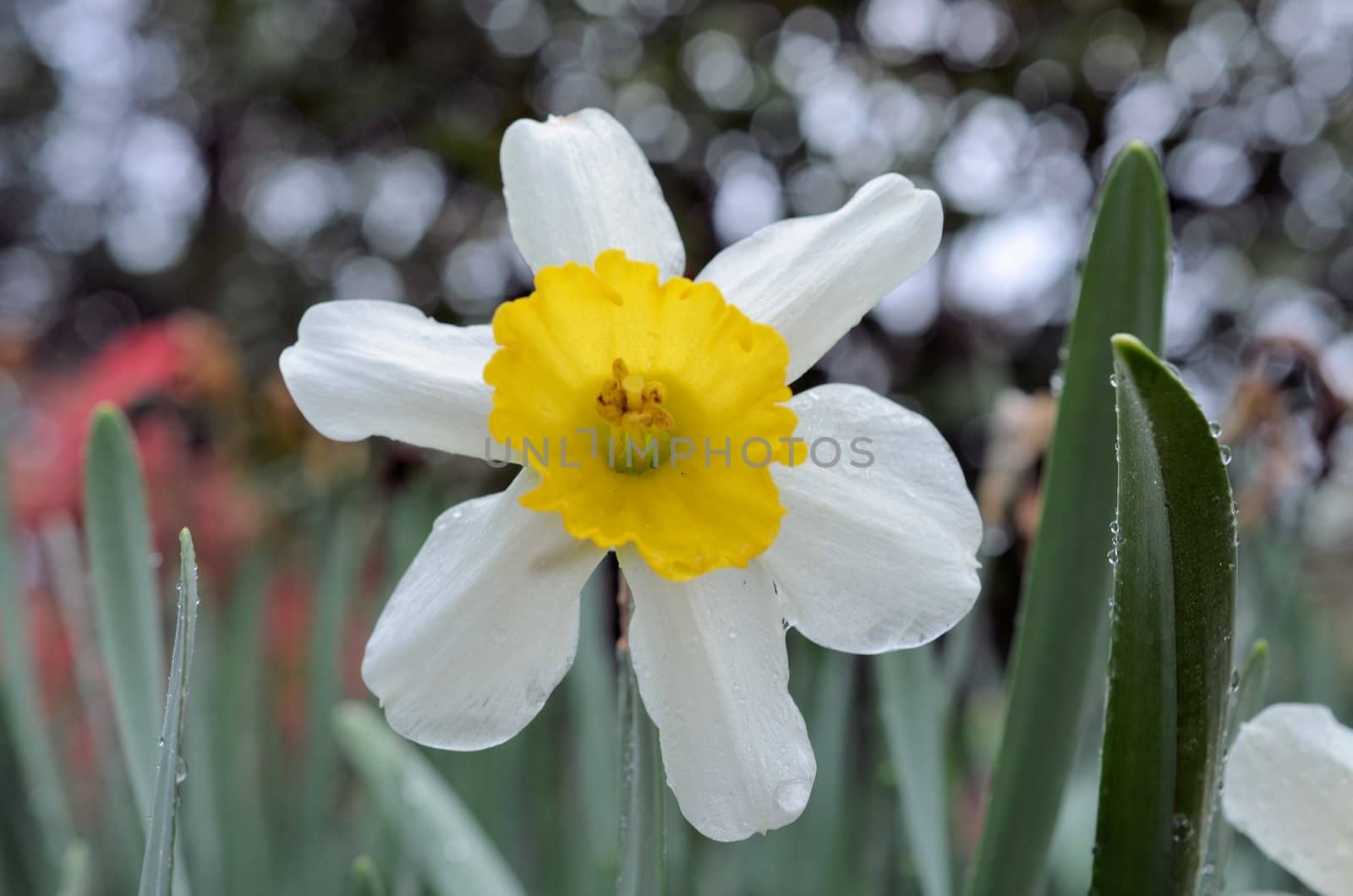 A yellow dn white crocus plant shown up close