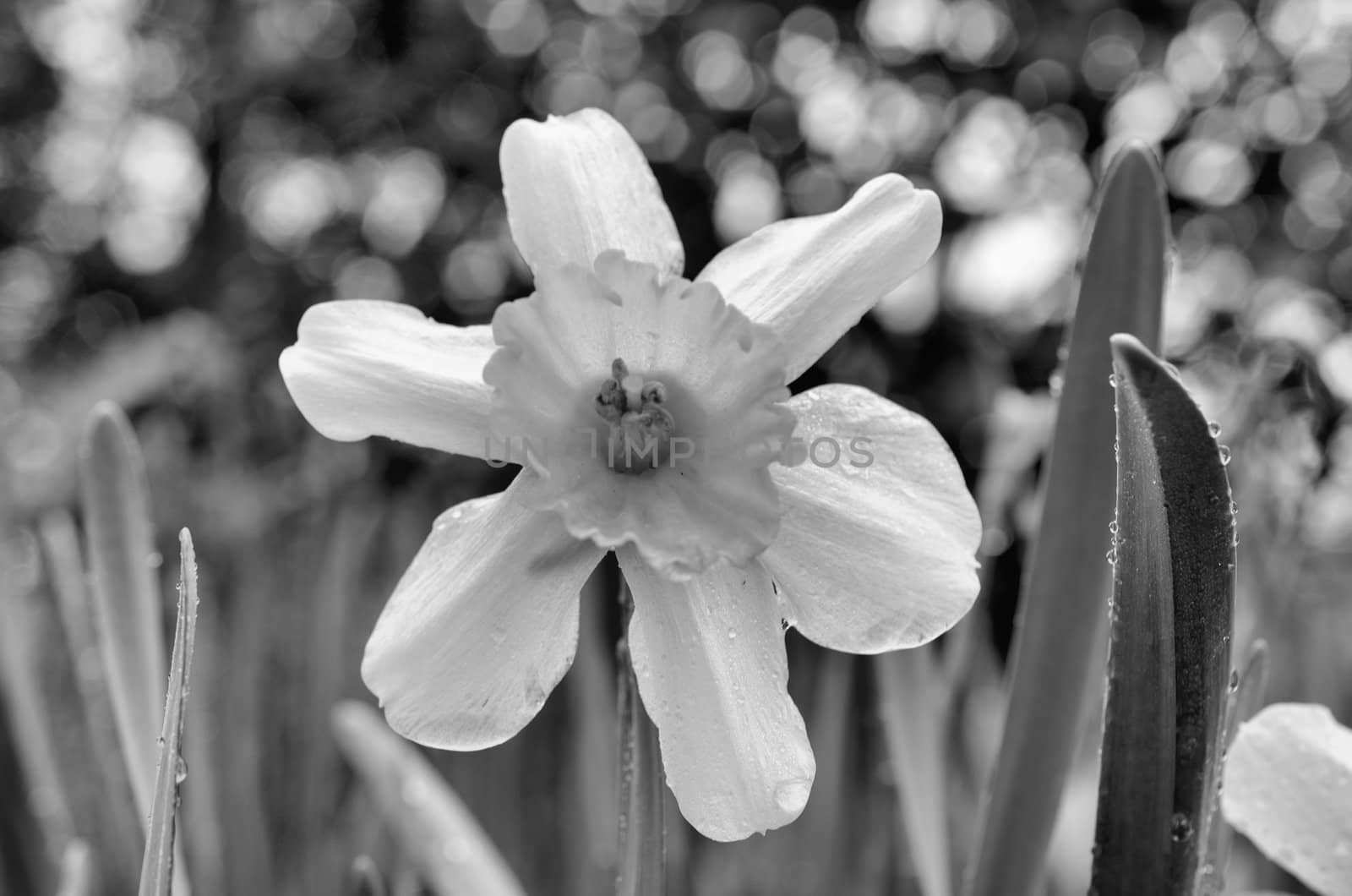 A yellow dn white crocus plant shown up close